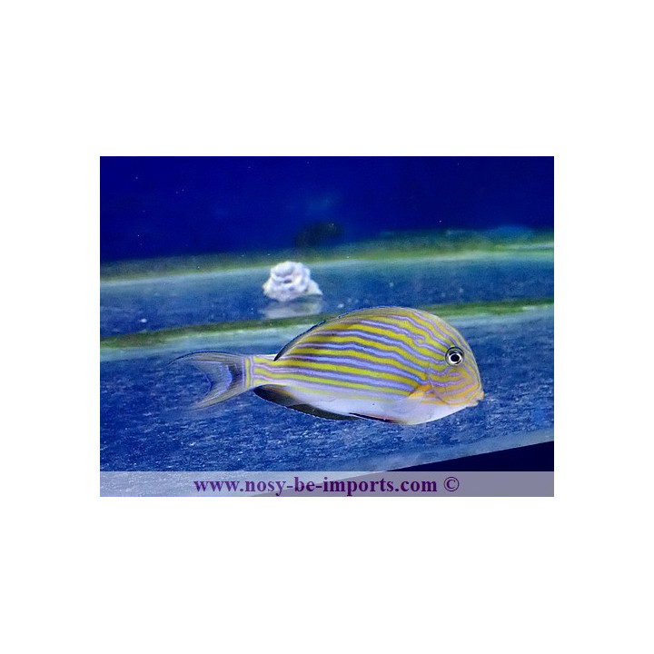 Acanthurus lineatus