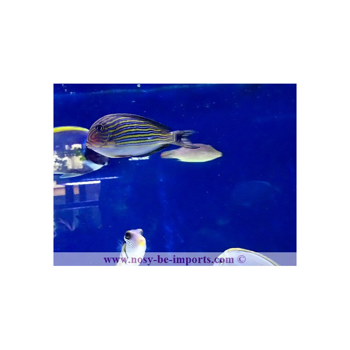 Acanthurus lineatus