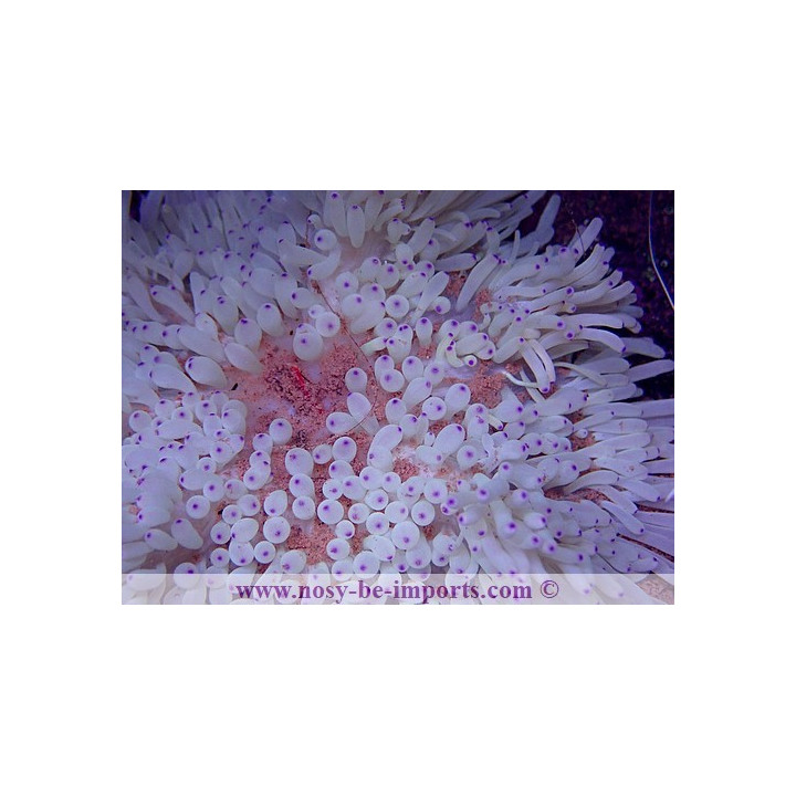 Heteractis crispa blanche pointes violettes