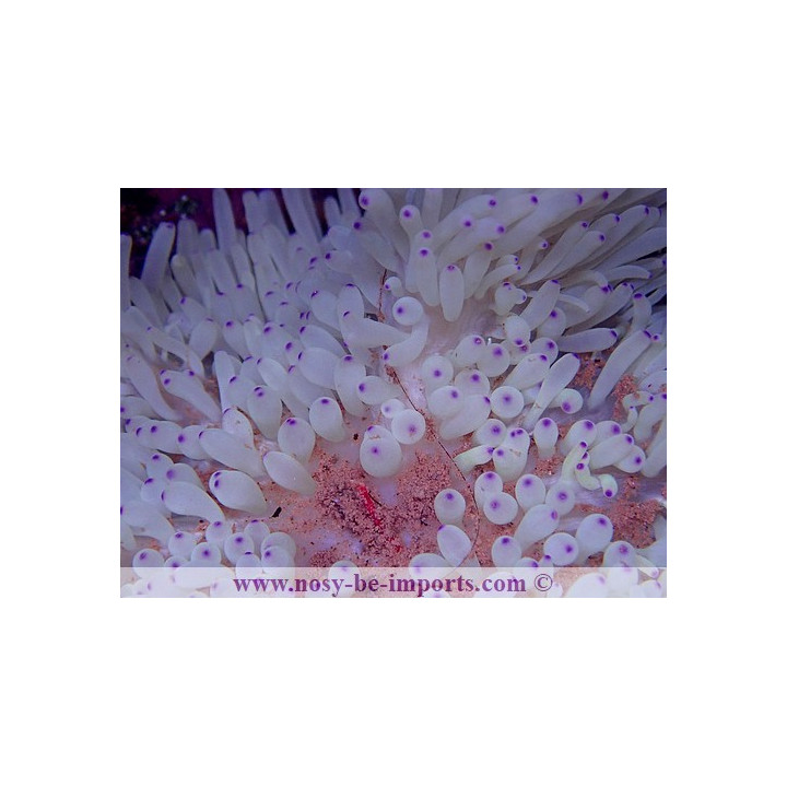 Heteractis crispa blanche pointes violettes
