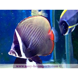 Chaetodon collare