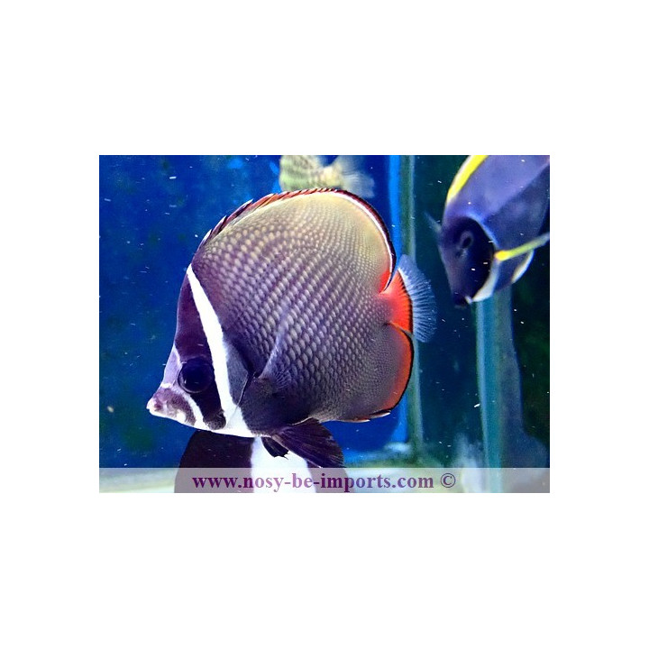 Chaetodon collare