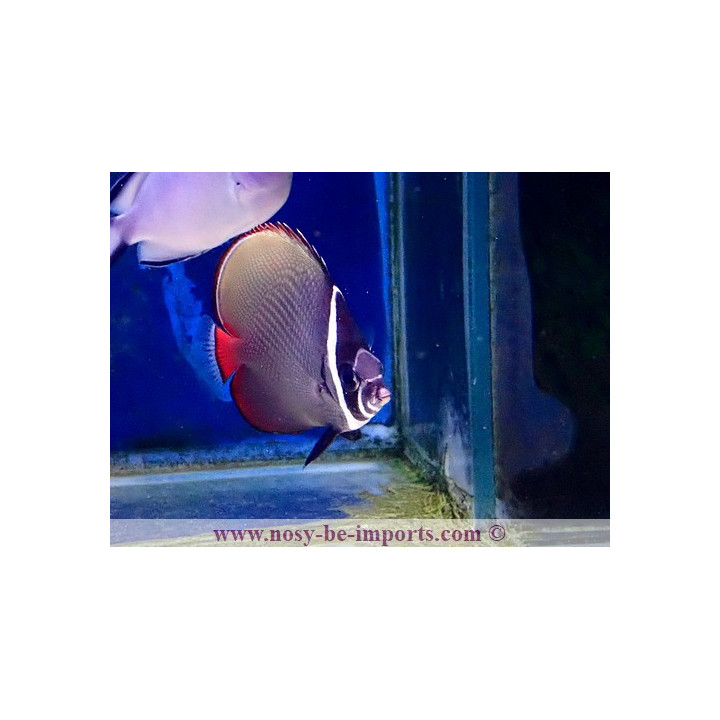 Chaetodon collare