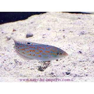 Halichoeres timorensis