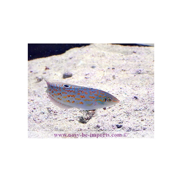 Halichoeres timorensis