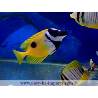Lo unimaculatus