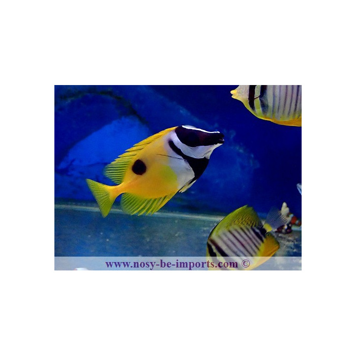 Lo unimaculatus