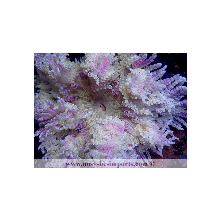 Phymanthus sp. spéciale