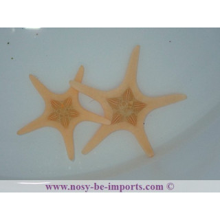 Iconaster longimanus blanche