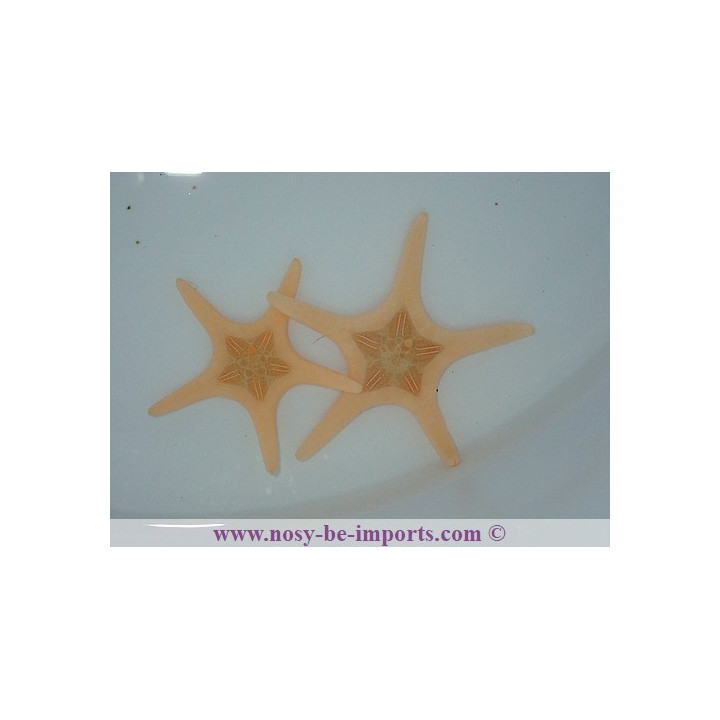 Iconaster longimanus blanche