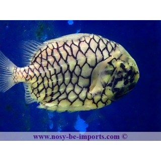 Monocentrus japonicus