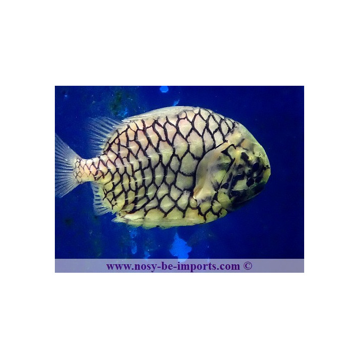 Monocentrus japonicus