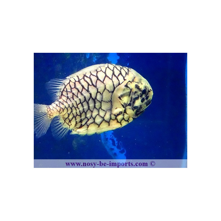 Monocentrus japonicus