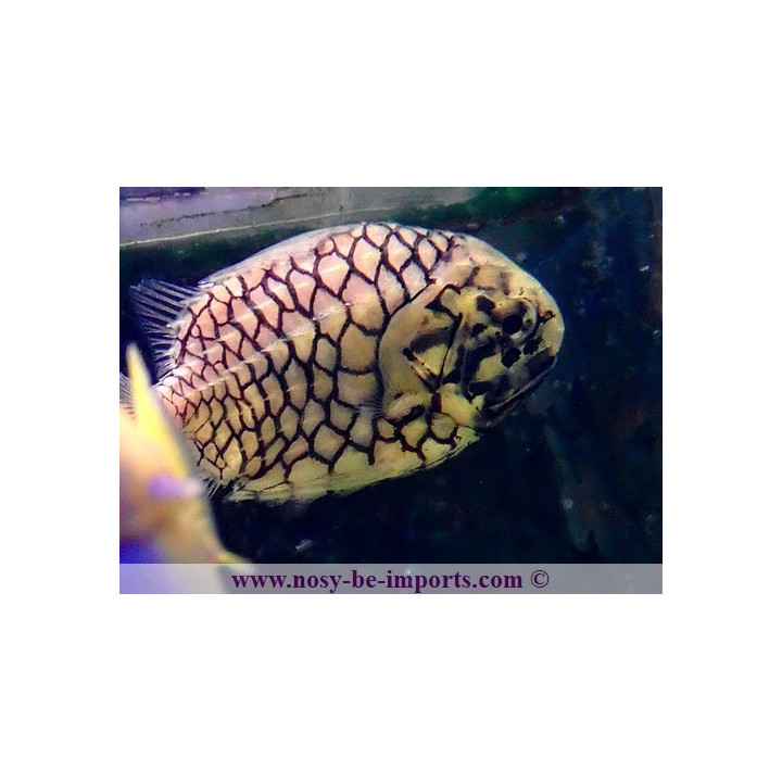 Monocentrus japonicus