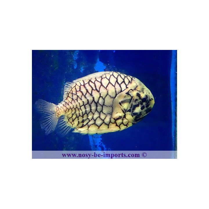Monocentrus japonicus