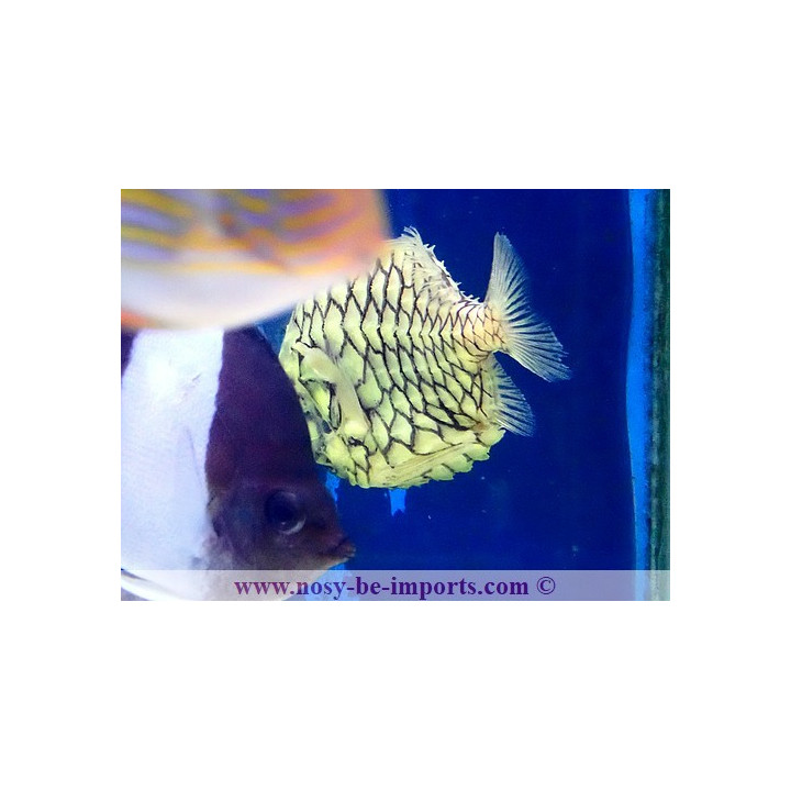Monocentrus japonicus