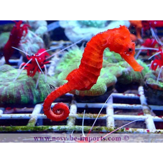 Hippocampus reidi rouge elevage