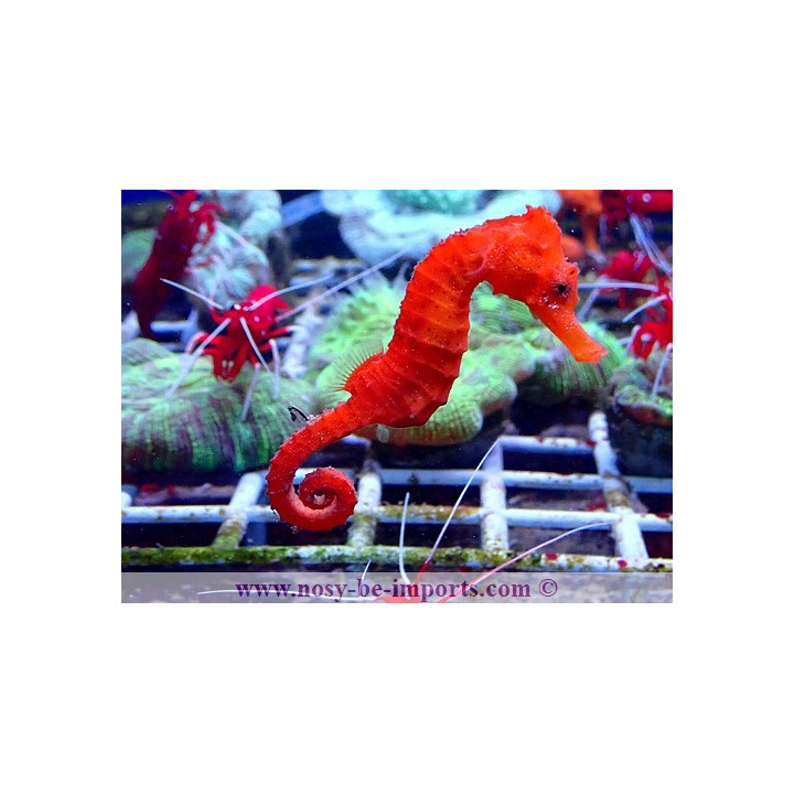 Hippocampus reidi rouge elevage