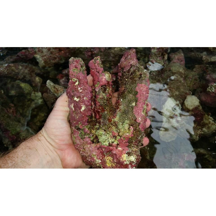 Pierres vivantes Australie