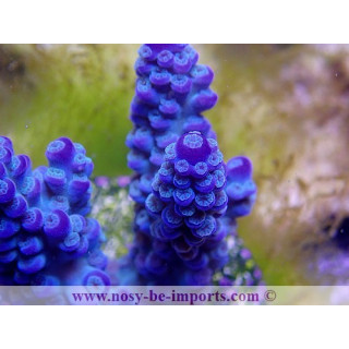 Acropora sp. USA WYSIWYG