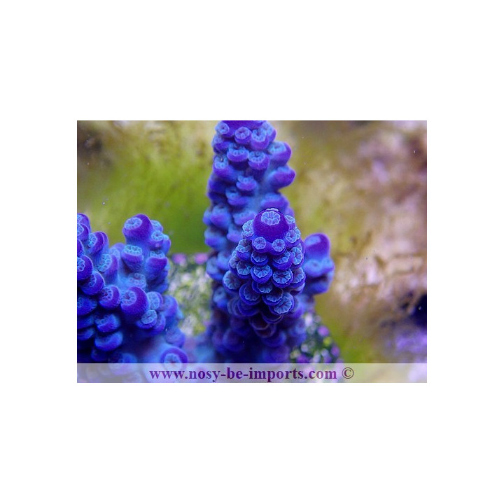 Acropora sp. USA WYSIWYG