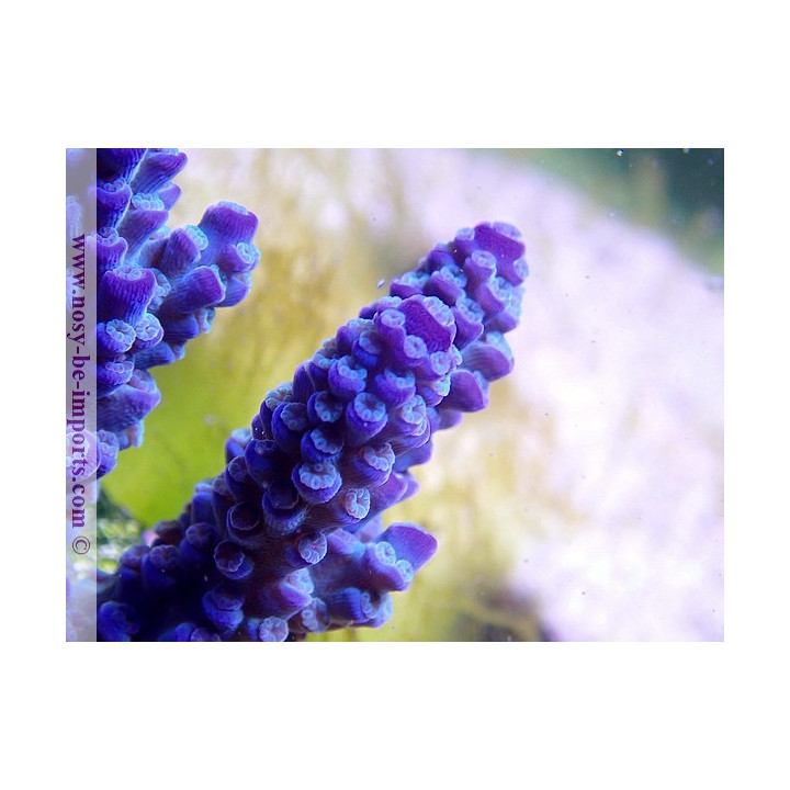 Acropora sp. USA WYSIWYG