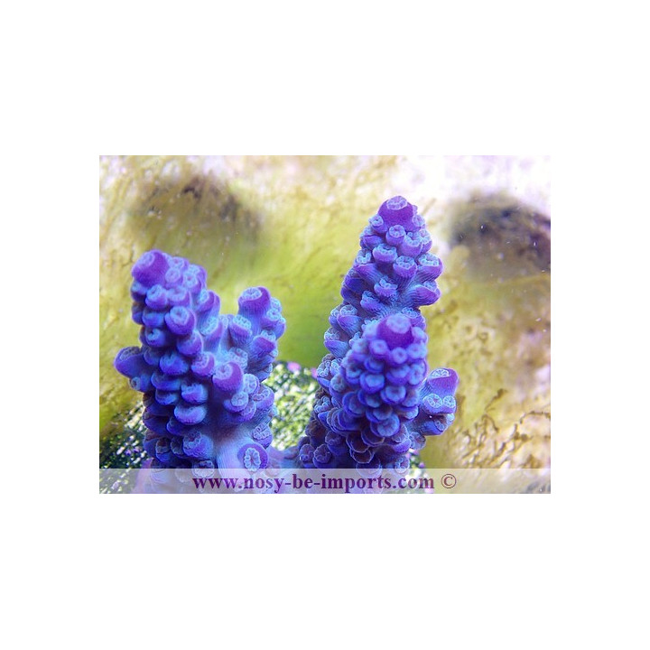 Acropora sp. USA WYSIWYG