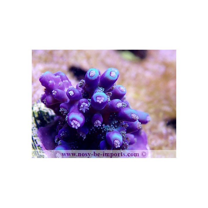 Acropora sp. USA WYSIWYG