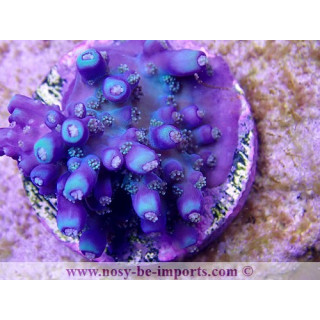 Acropora sp. USA WYSIWYG