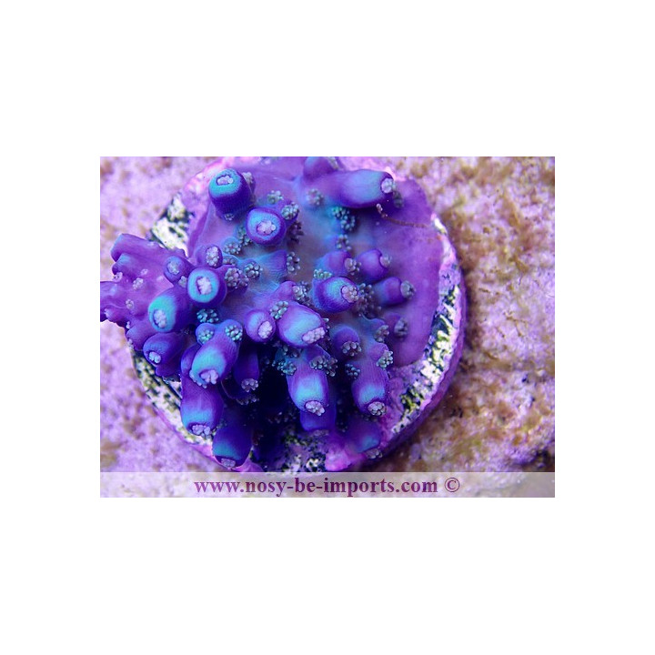 Acropora sp. USA WYSIWYG