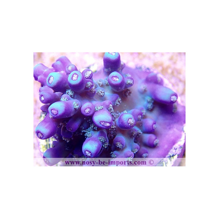 Acropora sp. USA WYSIWYG