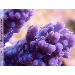 Acropora sp. USA WYSIWYG