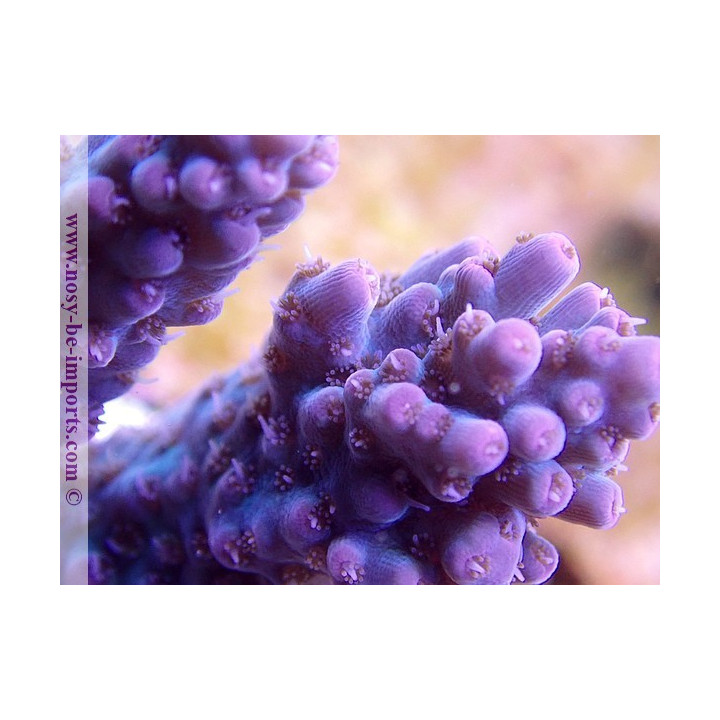 Acropora sp. USA WYSIWYG