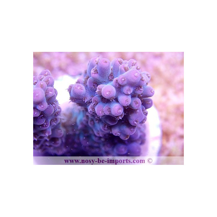 Acropora sp. USA WYSIWYG