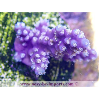 Acropora horrida USA WYSIWYG