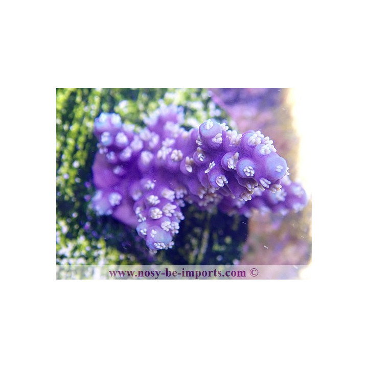 Acropora horrida USA WYSIWYG