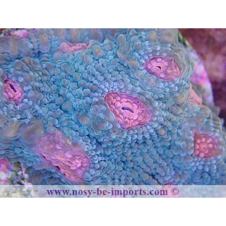  Echinophyllia sp. USA WYSIWYG  