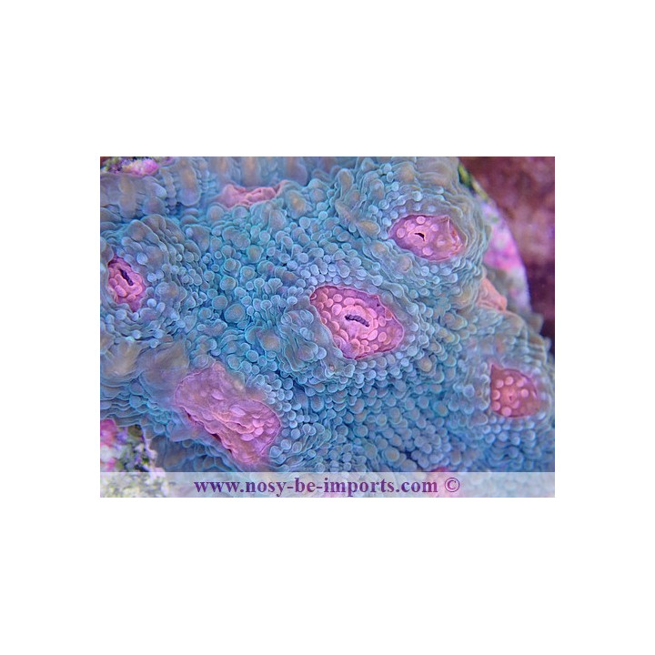  Echinophyllia sp. USA WYSIWYG  