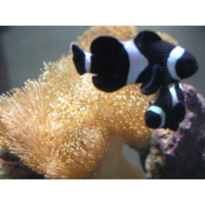Amphiprion darwini noirs