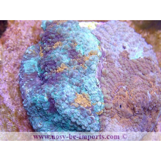 Echinophyllia sp. USA WYSIWYG