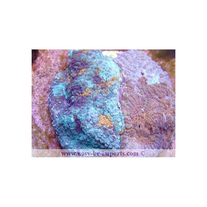 Echinophyllia sp. USA WYSIWYG