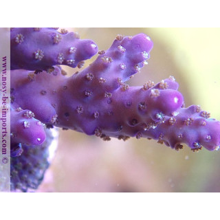 Acropora sp. USA WYSIWYG