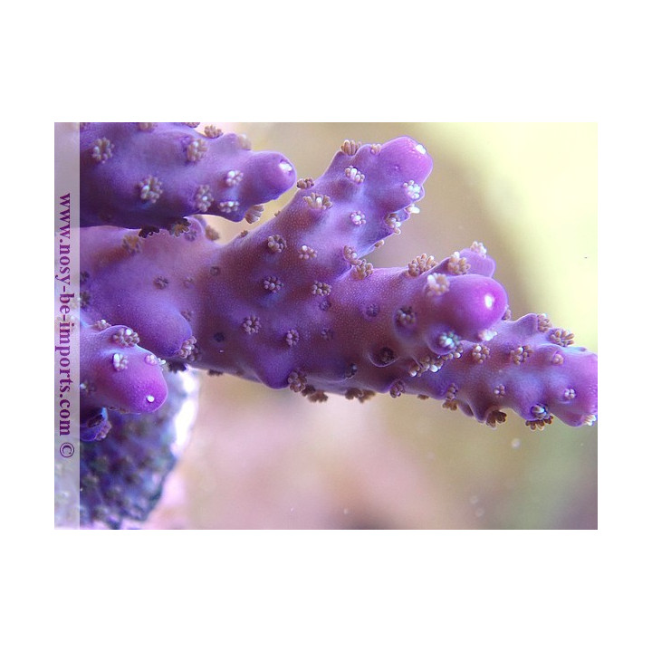 Acropora sp. USA WYSIWYG