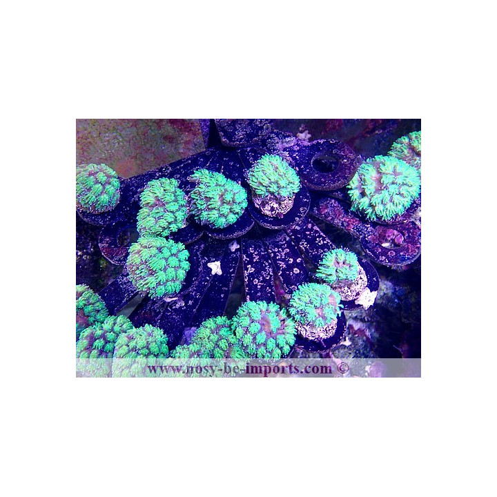 Galaxea fascicularis bouture