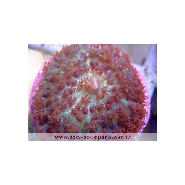 Rhodactis sanctithomae rouge