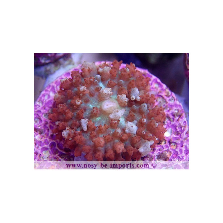 Rhodactis sanctithomae rouge