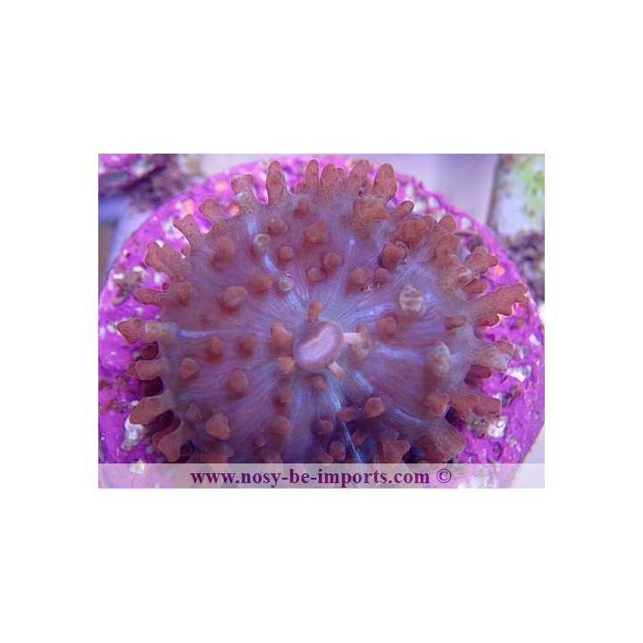Rhodactis sanctithomae rouge