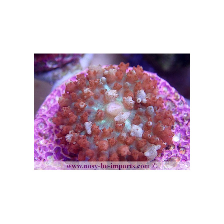 Rhodactis sanctithomae rouge