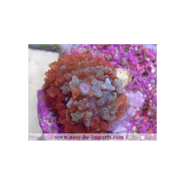 Rhodactis sanctithomae rouge