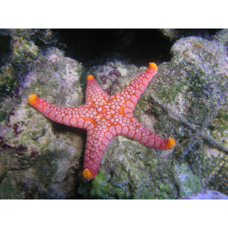 Fromia sp. "volcano"